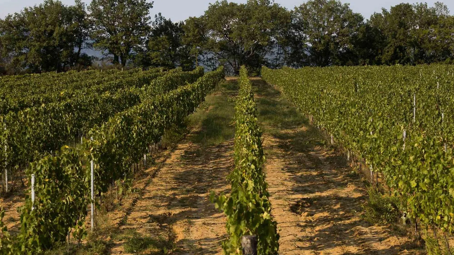 Agriturismo Le Baccane Vinci Itália
