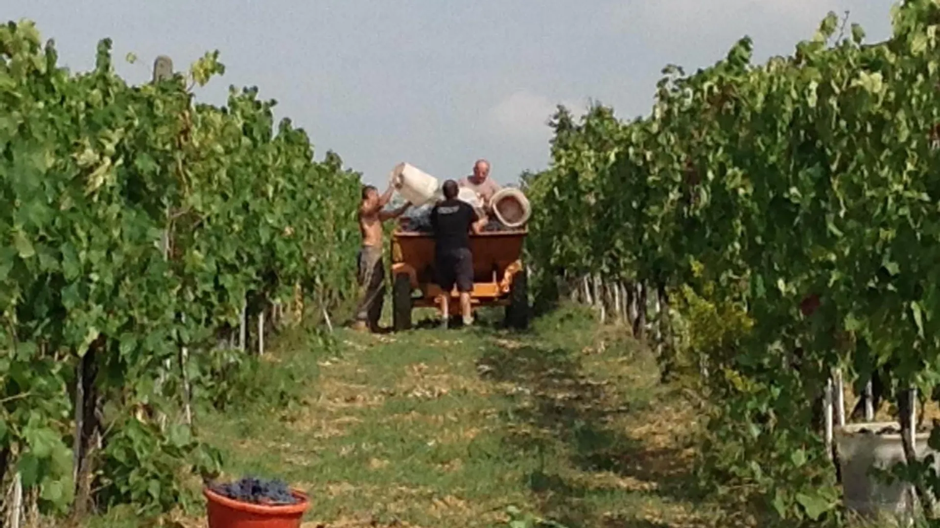 Alojamento de Turismo Rural Agriturismo Le Baccane Vinci