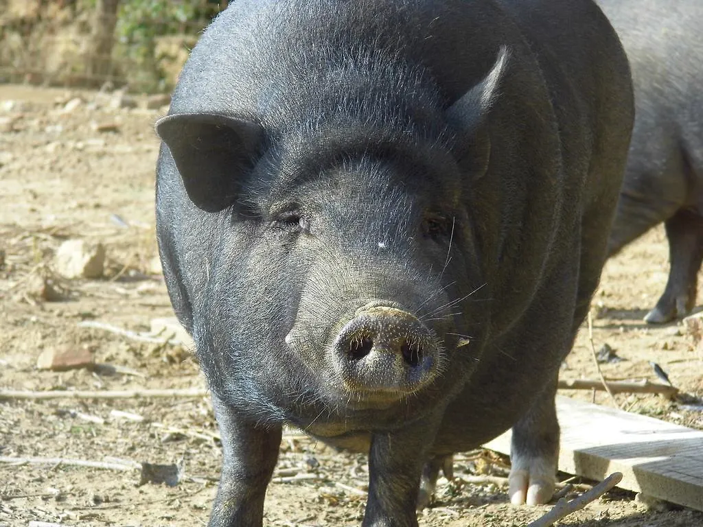 Alojamento de Turismo Rural Agriturismo Le Baccane Vinci