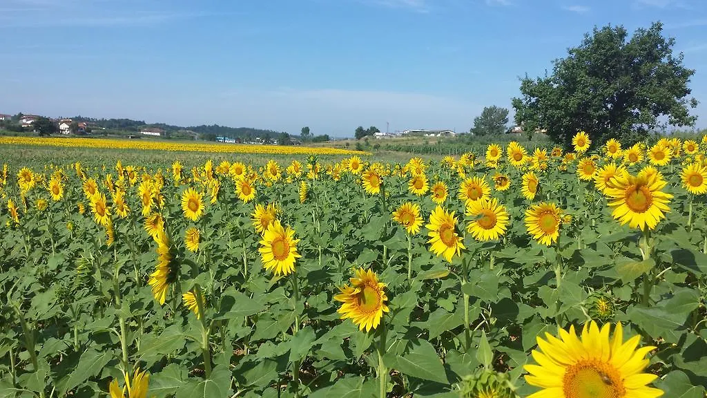 Agriturismo Le Baccane Vinci 0*,  Itália
